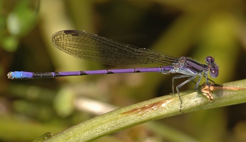 Male (A. f. violacea)
2010_05_19_Chattooga